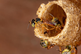 Stingless Bee Products