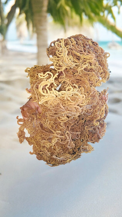 Eucheuma Cottonii-African Sea Moss