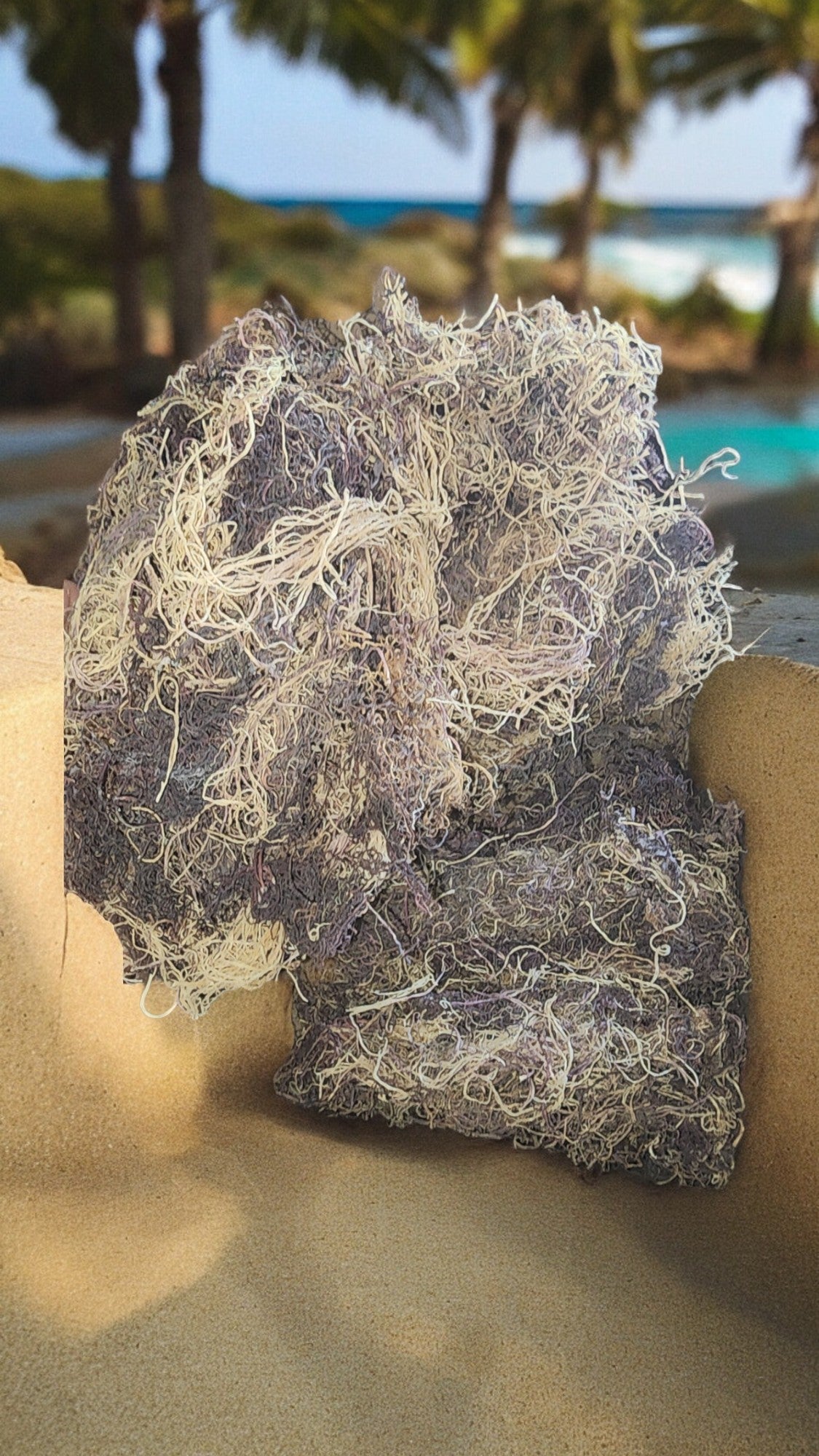 Gracilaria gracilis-Honduran Sea Moss