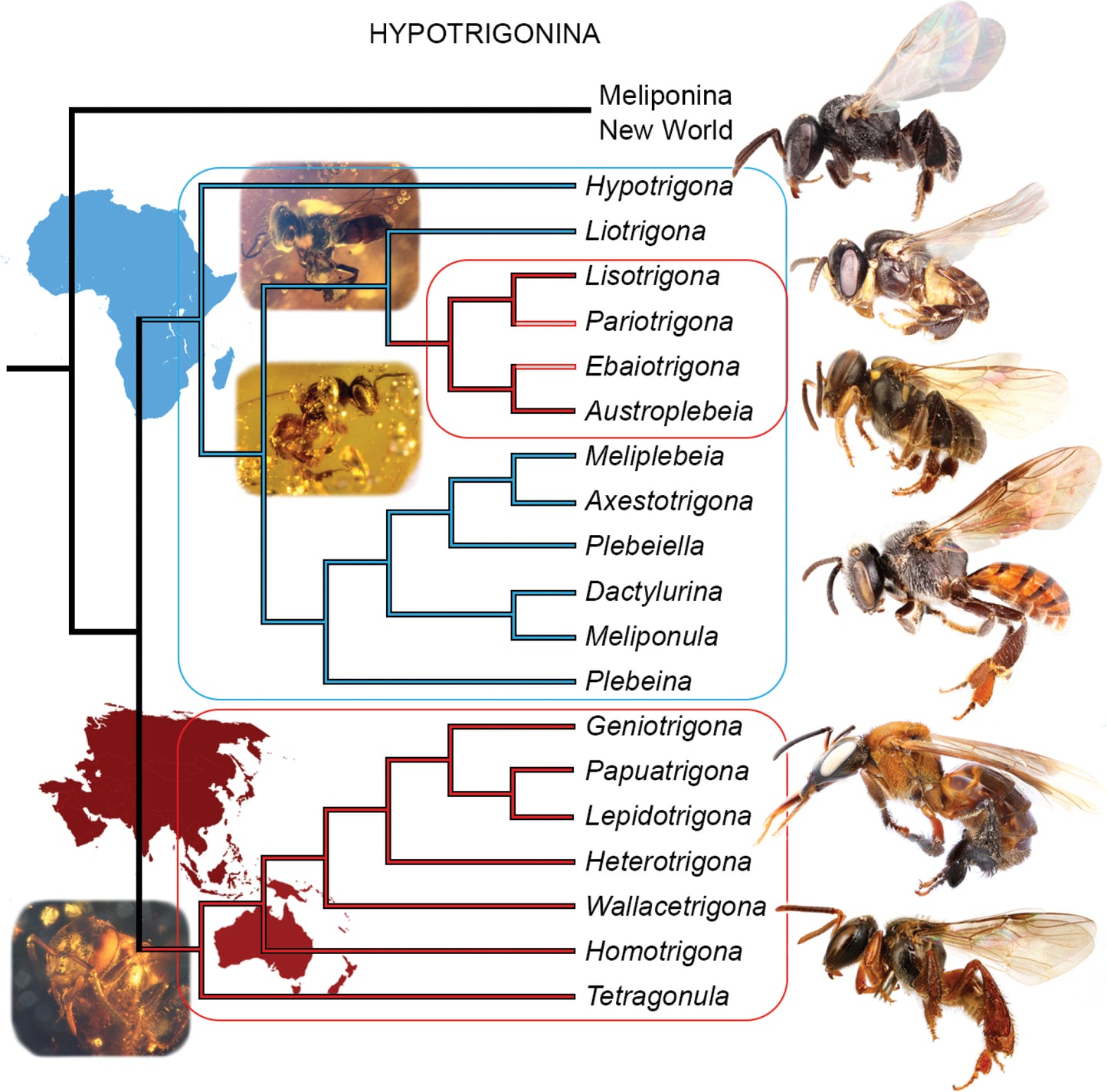 Stingless Bee Honey - Eye Drops (Raw)