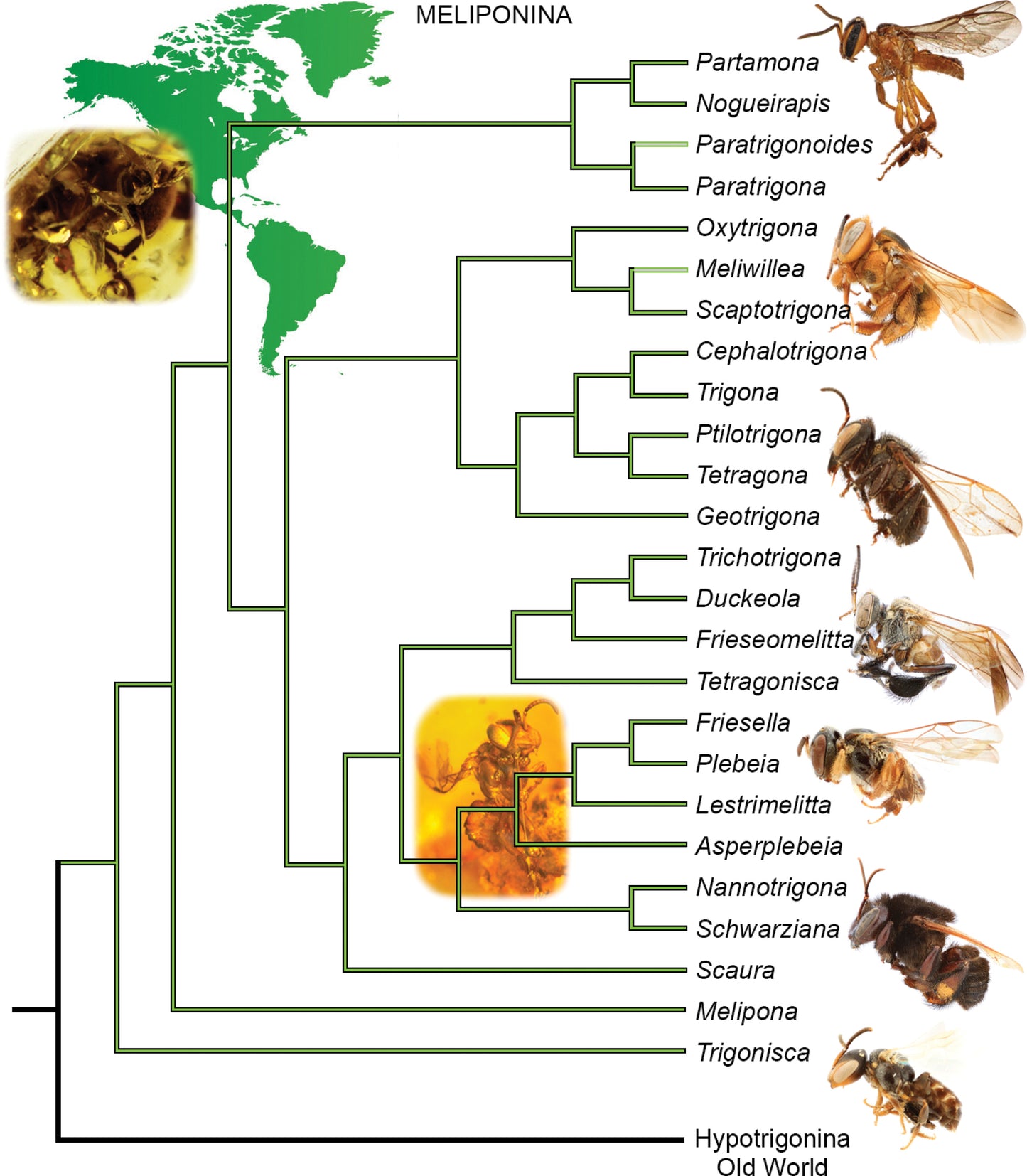 Stingless Bee Honey - Eye Drops (Raw)