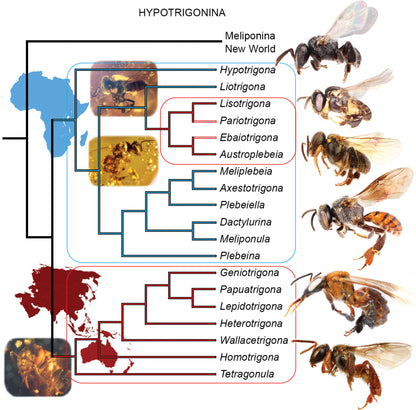 Stingless Bee Honey